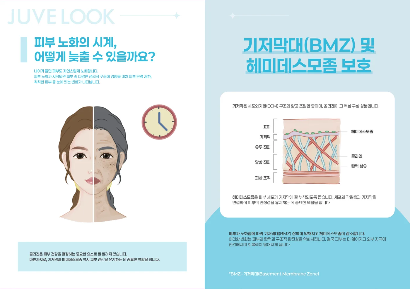 다미온의원 쥬베룩 — 피부 노화와 기저막대 보호